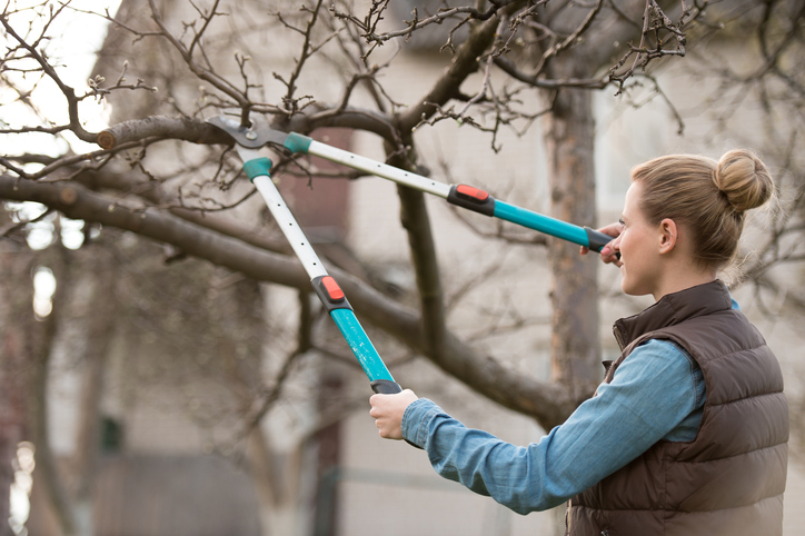 tree pruning methods